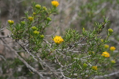 Pteronia paniculata