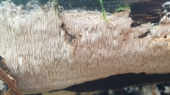 Dentipellis fragilis