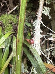 Haplopteris anguste-elongata
