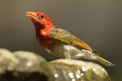 Anaplectes rubriceps