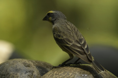 Crithagra mozambica