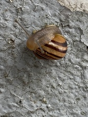 Helicinae