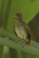 Terpsiphone viridis plumbeiceps