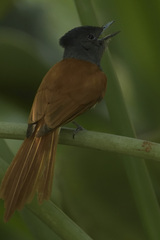 Terpsiphone viridis plumbeiceps