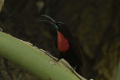 Chalcomitra senegalensis gutturalis