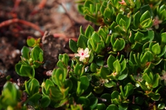 Muehlenbeckia volcanica