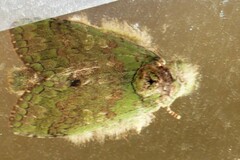 Netria viridescens