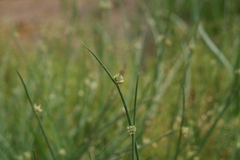 Cyperus laevigatus