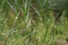 Cyperus laevigatus