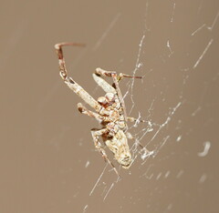 Philoponella congregabilis