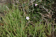Falkia repens