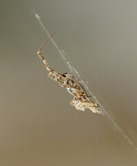 Philoponella congregabilis