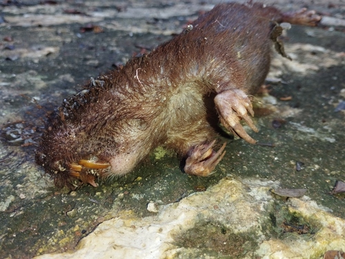 Hispid Pocket Gopher