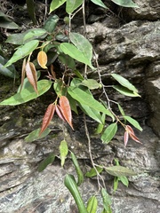 Ficus sarmentosa nipponica