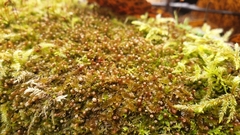 Liochlaena lanceolata