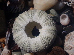 Heliocidaris erythrogramma