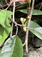 Ficus sarmentosa nipponica