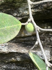 Ficus sarmentosa nipponica