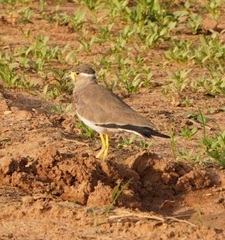 Vanellus malabaricus