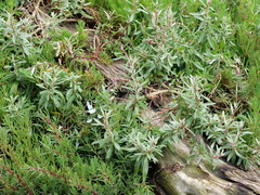 Atriplex paludosa paludosa