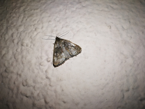 Anthracia ephialtes