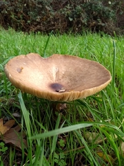 Paxillus cuprinus