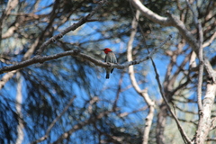 Myzomela sanguinolenta
