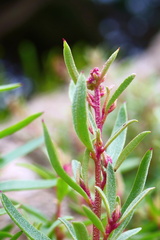 Atriplex paludosa paludosa