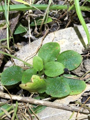 Pterostylis pedunculata