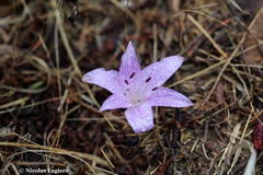 Colchicum variegatum