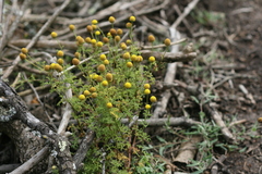 Oncosiphon pilulifer