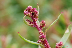 Atriplex paludosa paludosa