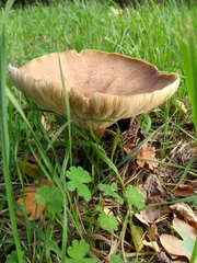 Paxillus cuprinus