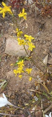 Cyanella lutea