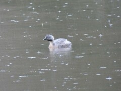 Poliocephalus poliocephalus