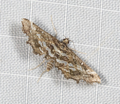Diasemiopsis ramburialis