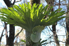 Platycerium superbum