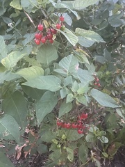 Solanum dulcamara