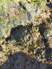 Monoplex parthenopeus