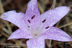 Colchicum variegatum