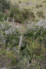 Euphorbia clava