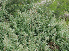 Atriplex paludosa paludosa