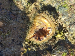 Monoplex parthenopeus