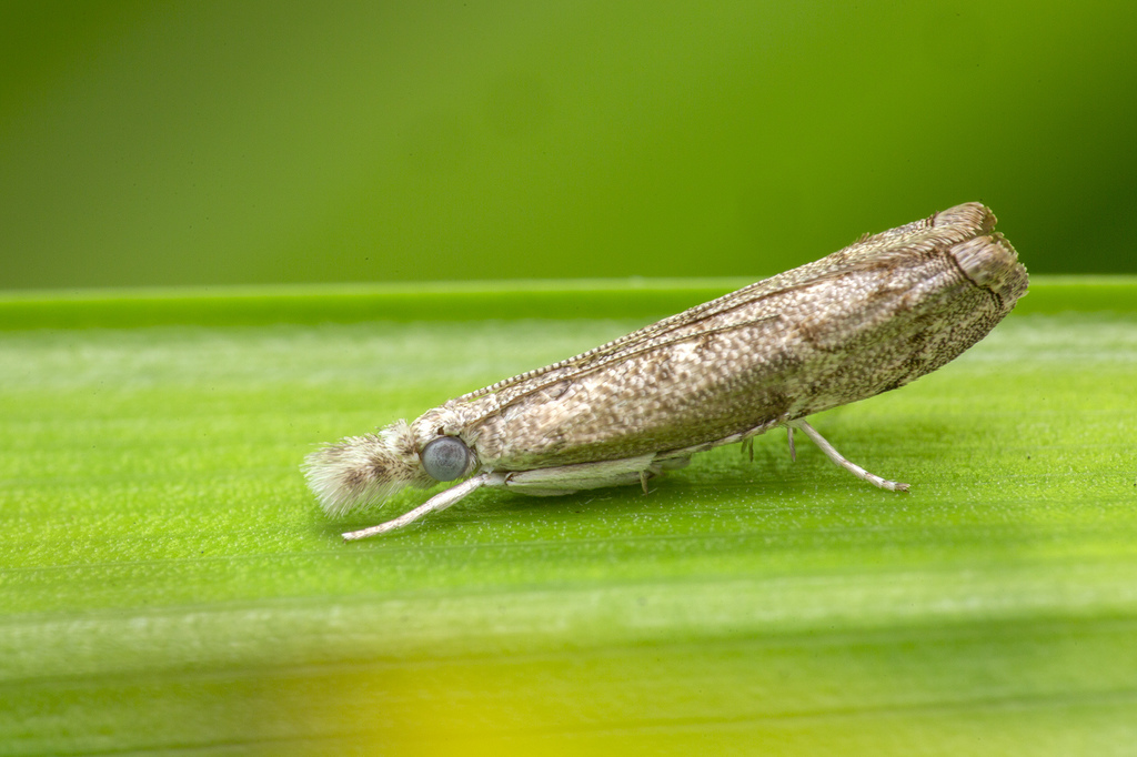 Culladia hastiferalis