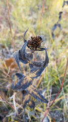Silphium integrifolium
