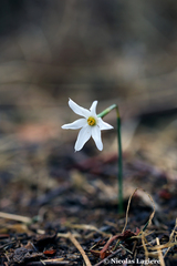 Narcissus deficiens