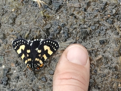 Phalaenoides tristifica