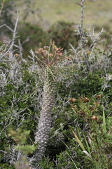 Euphorbia clava