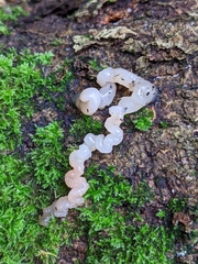 Pezizomycetes