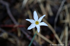 Narcissus deficiens